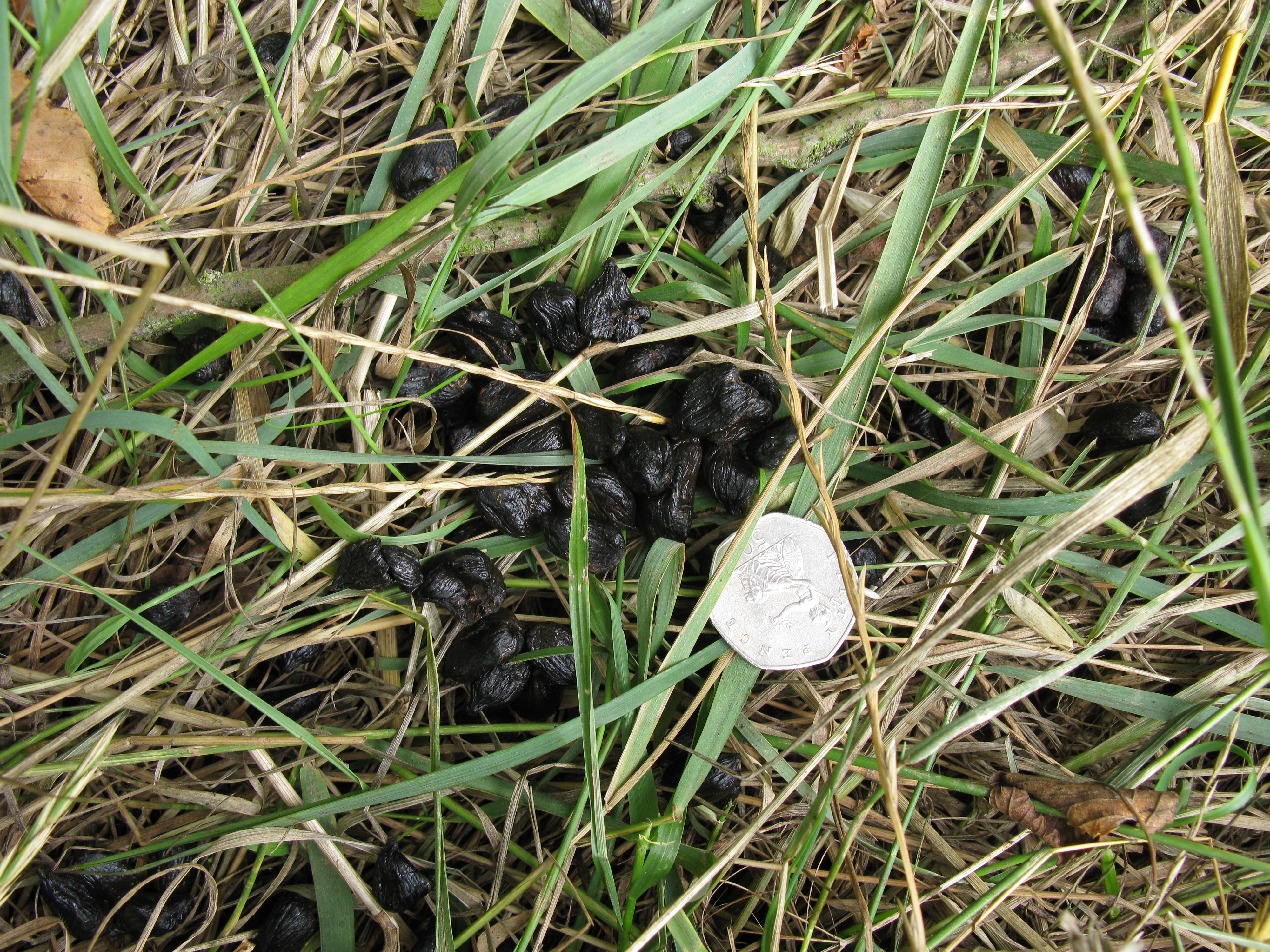 identify-poo-lincolnshire-wildlife-trust